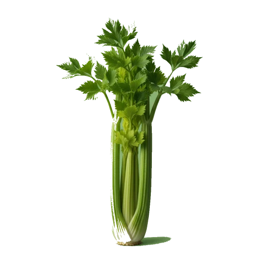Célerie branche