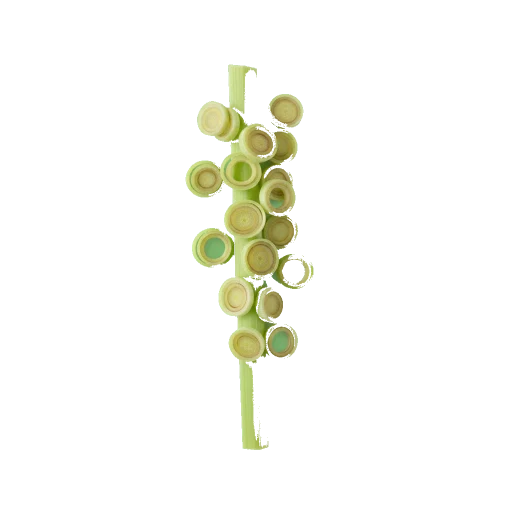 citronnelle (tige, finement émincée)