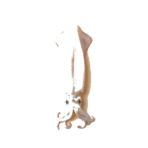 cleaned squid