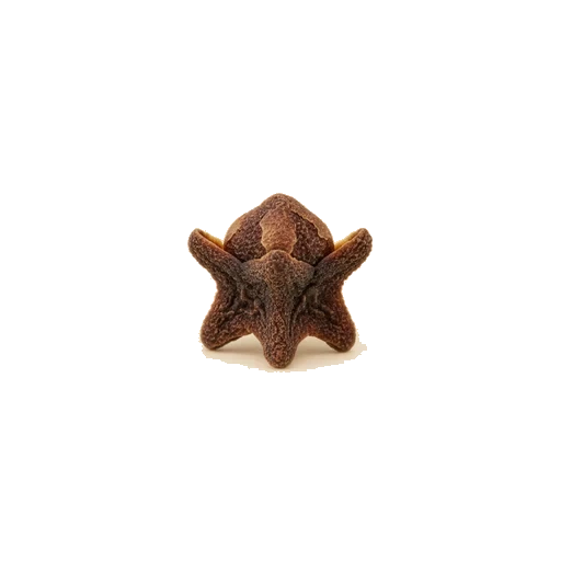 Clove