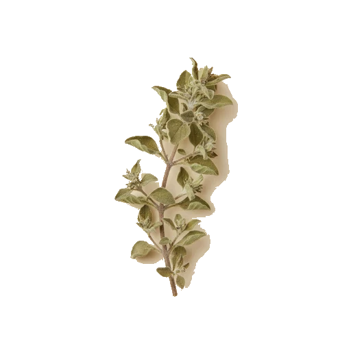 dried oregano
