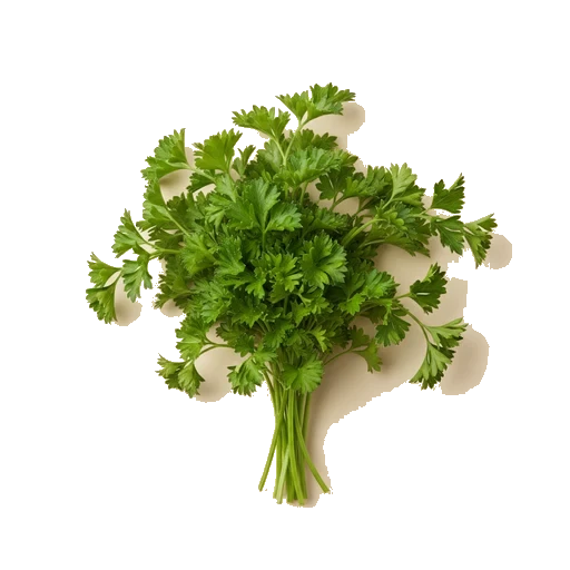 Fresh parsley