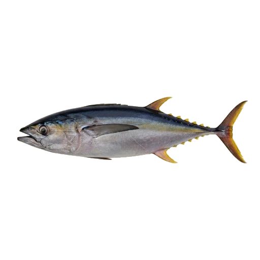 Fresh yellowfin tuna