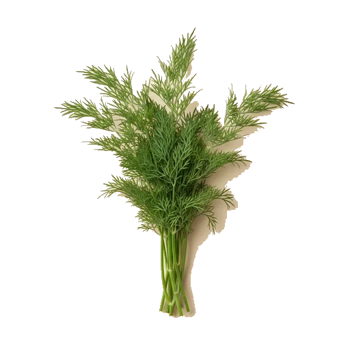 frischer Dill