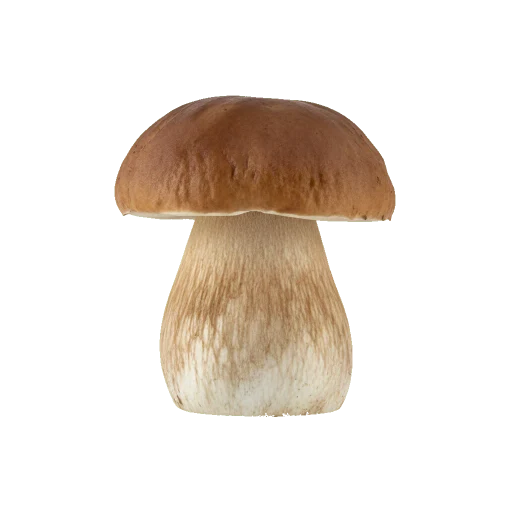 Pilze