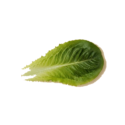 Romaine lettuce leaves
