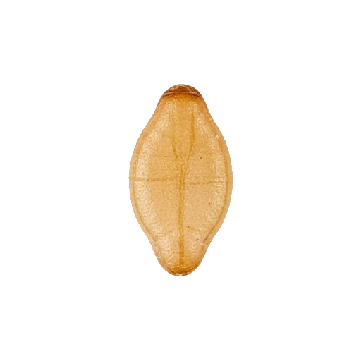 Sesame seeds