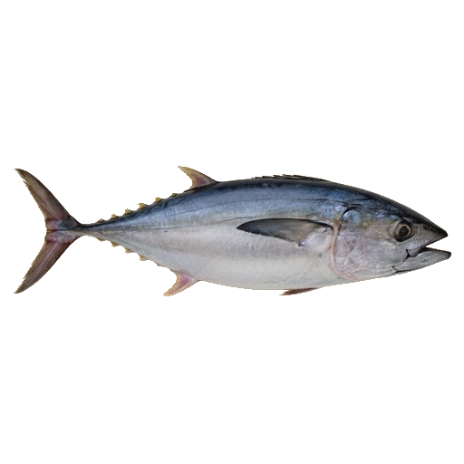 Tuna