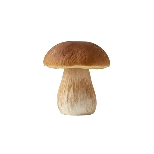 Wild mushrooms